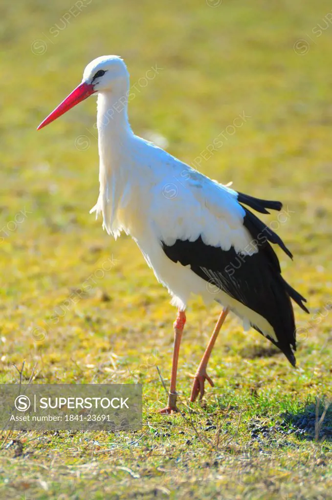 Close_up of White Stork Ciconia ciconia in field