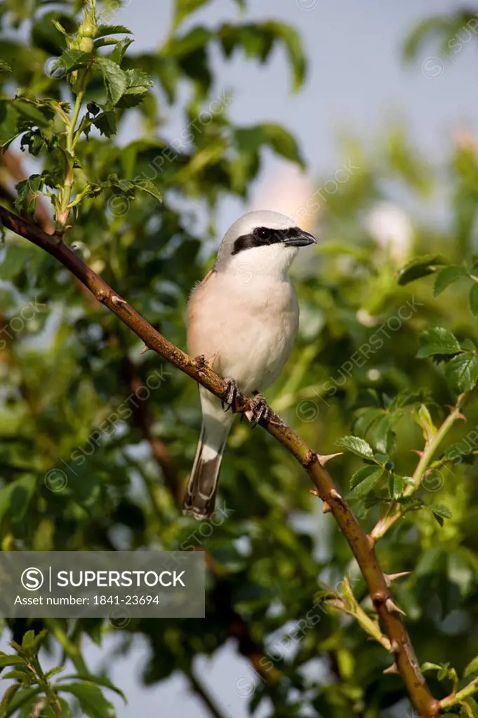 Close_up of Red_backed Shrike Lanius Collurio perching on branch