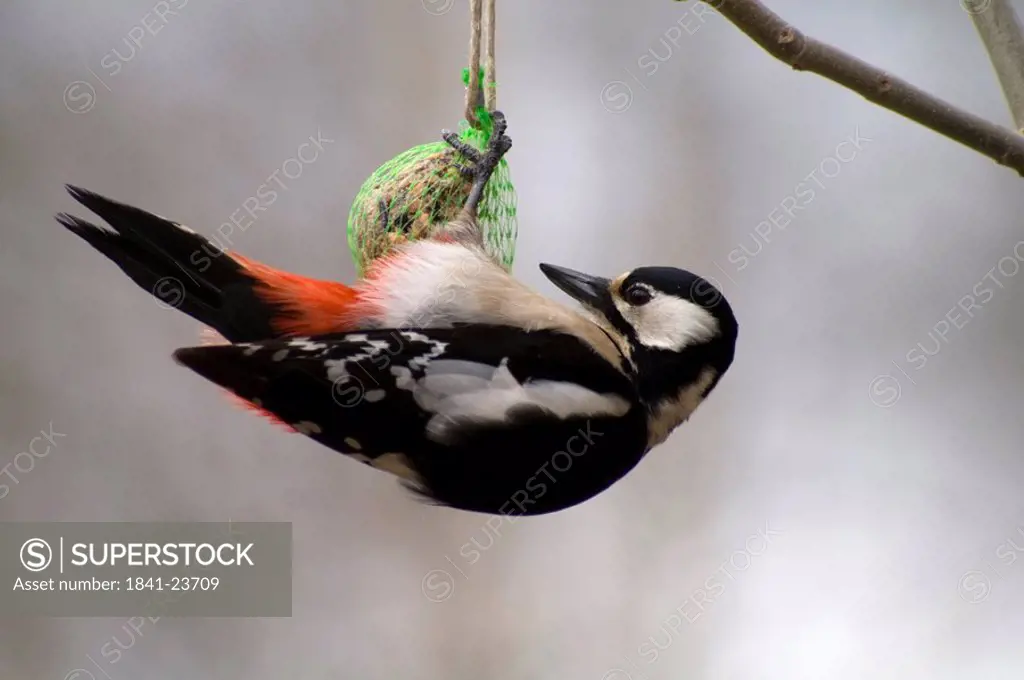 Close_up of Great Spotted Woodpecker Dendrocopos major perching on fat ball