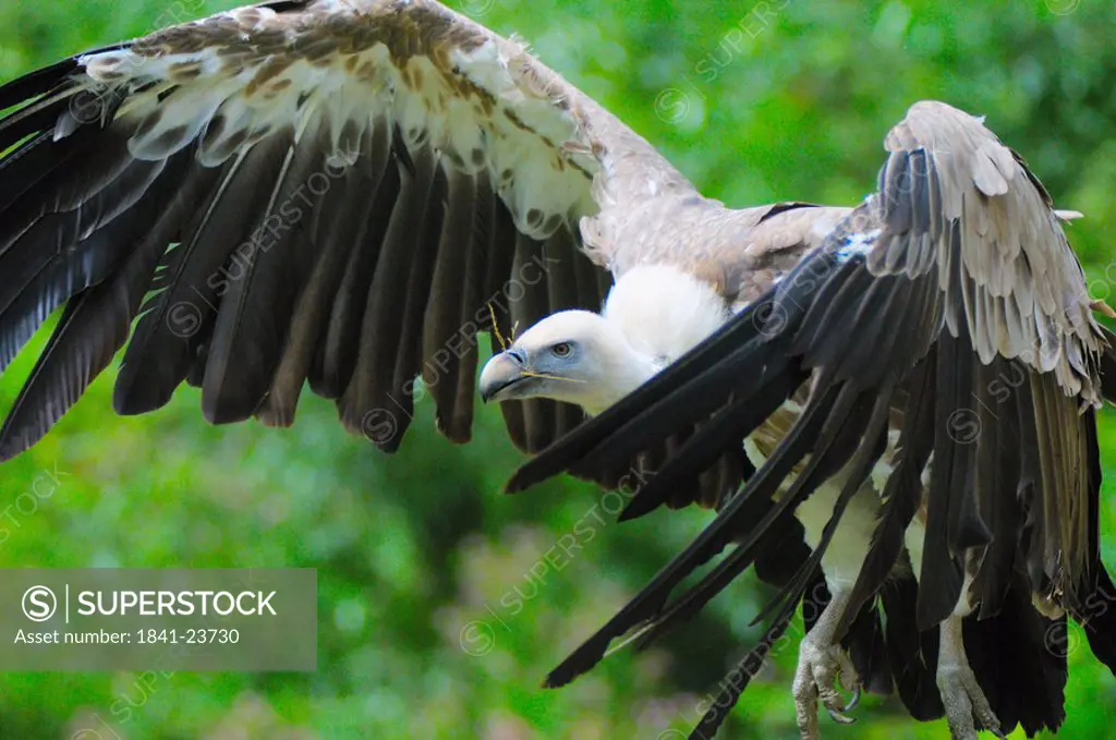 Close_up of Griffon vulture Gyps fulvus flying