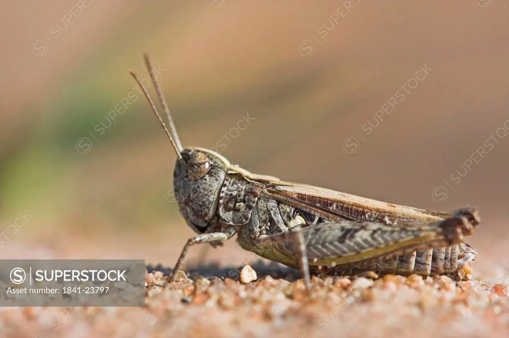 blue_winged grasshopper, Oedipoda caerulescens, close_up
