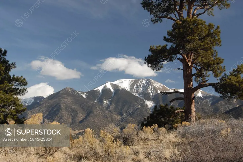 Bushes and trees in desert, Great Sand Dunes National Park, Colorado, USA