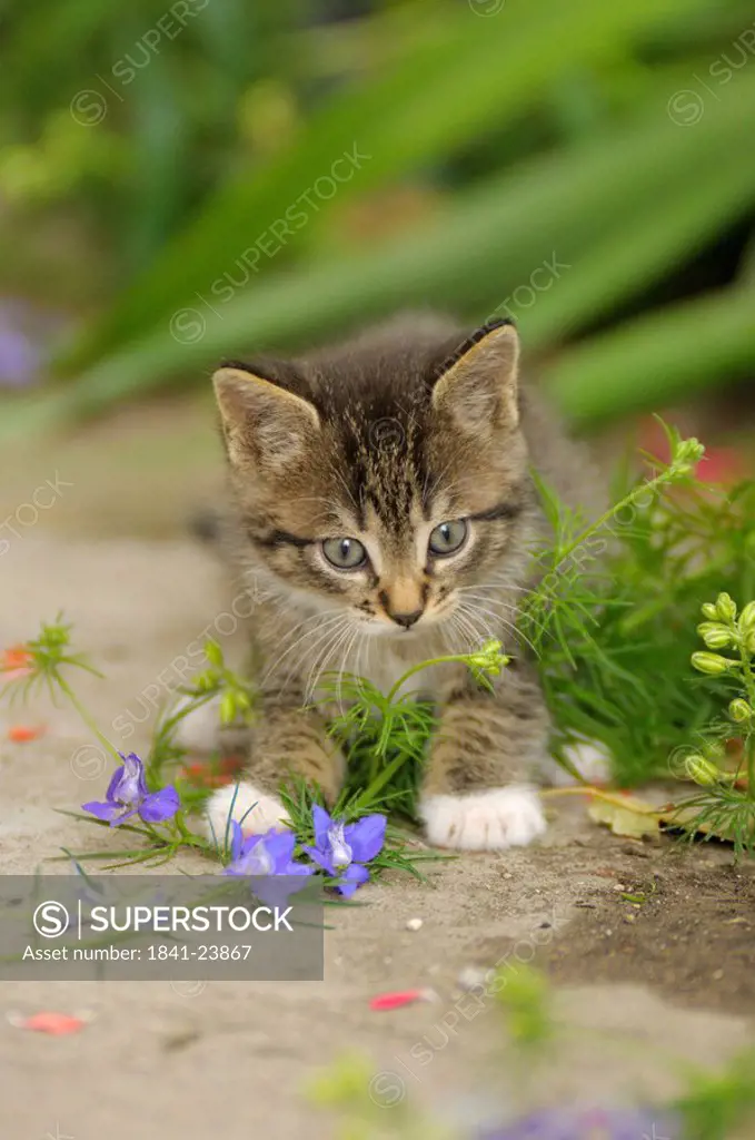 Kitten playing with flowers, Bavaria, Germany, front view