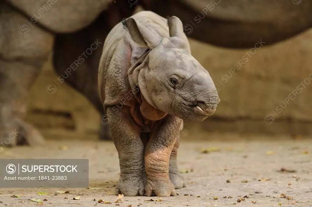 Indian Rhinoceros, Rhinoceros unicornis