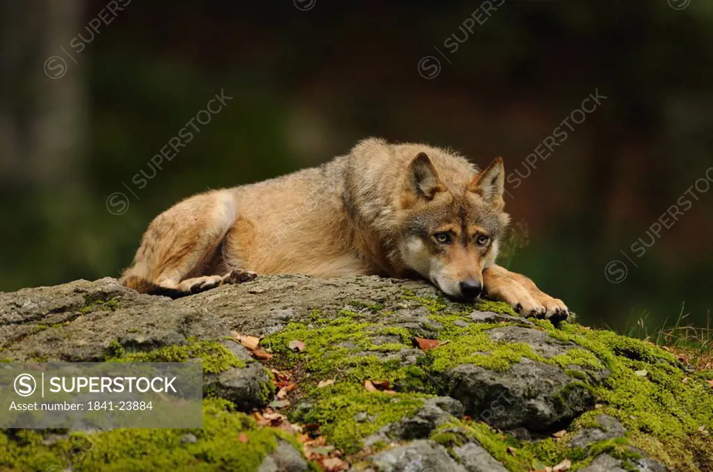 Wolf Canis lupus lying on rock, Bavarian Forest, Germany, low angle view