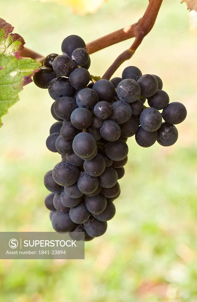 Blue grapes, Rheingau, Germany, close_up