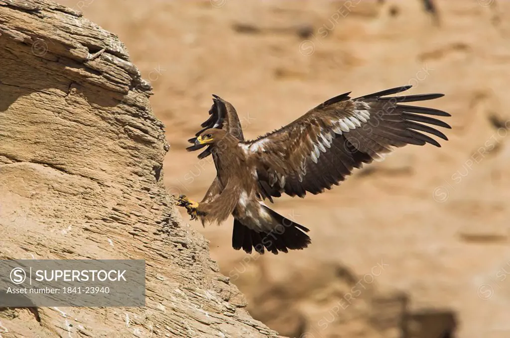 Steppe Eagle Aquila nipalensis landing on a rock