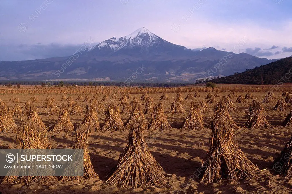 Corns stacks in field with volcanic mountain in background, Pico de Orizaba, Puebla, Puebla State, Mexico
