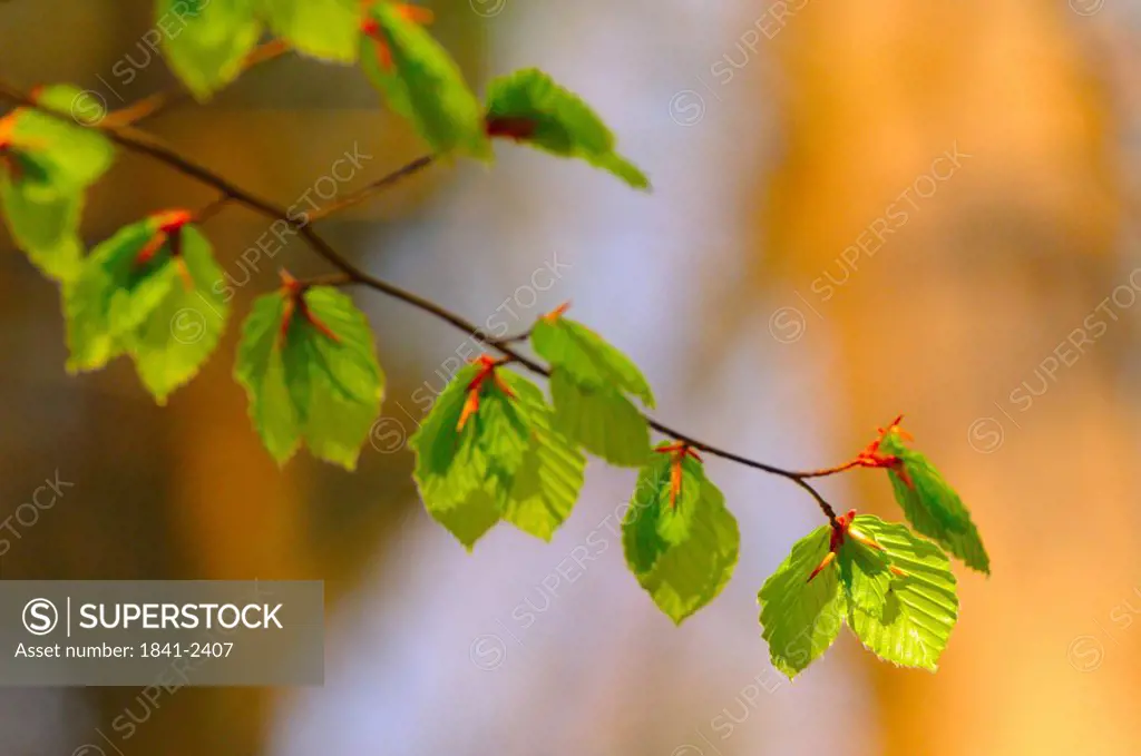 Close_up of deciduous tree´s leaves, Germany