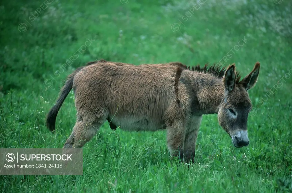 Donkey standing in field, France