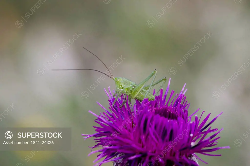 Close_up of grasshopper on flower