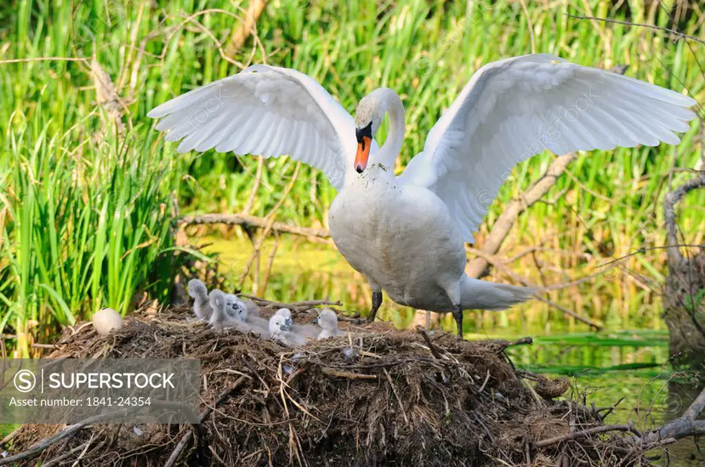 Mute swan Cygnus olor with its cygnets in nest