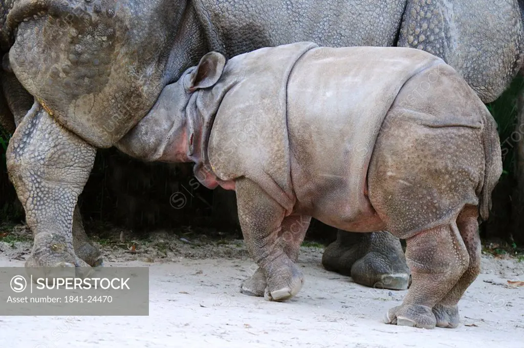 Close_up of Indian Rhinoceros Rhinoceros unicornis nursing its young ones in zoo