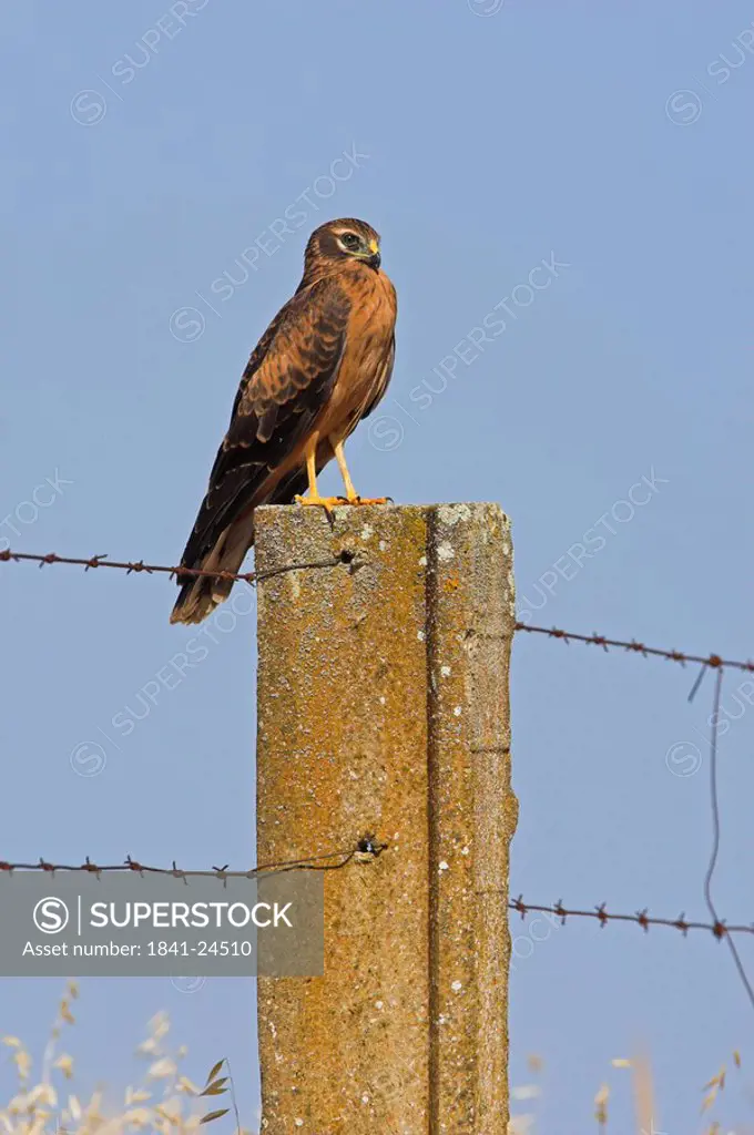 Montagues Harrier Circus pygargus sitting on fencepost