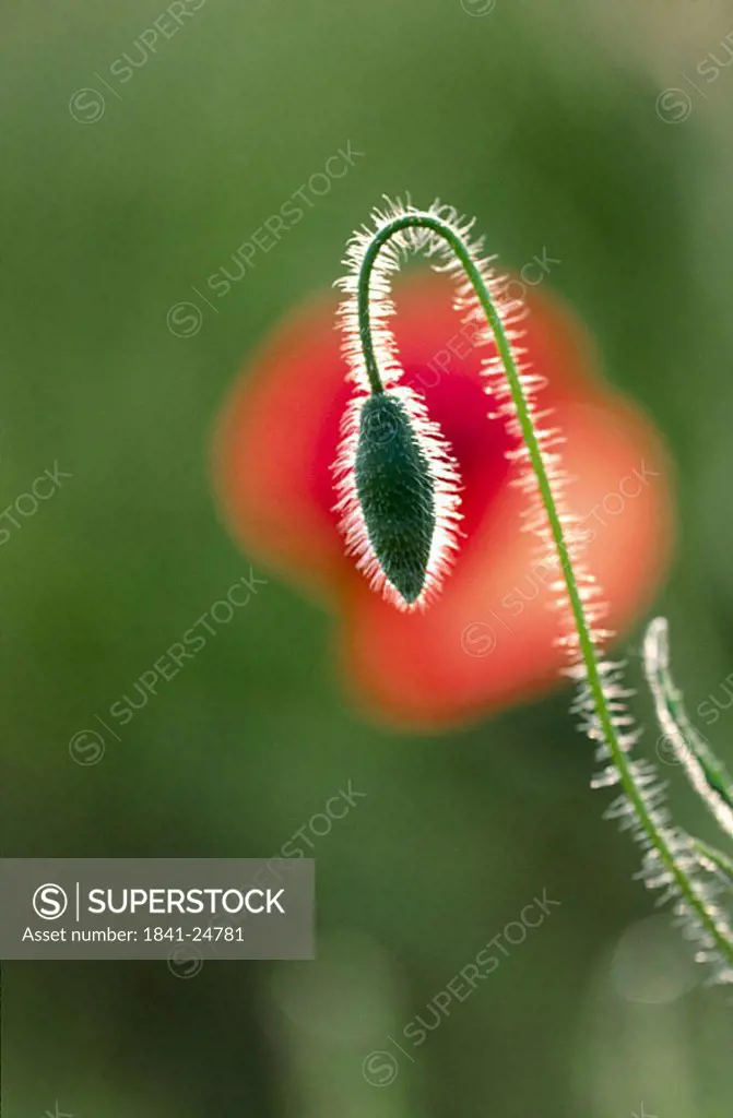 Close_up of bud of Corn Poppy Papaver rhoeas