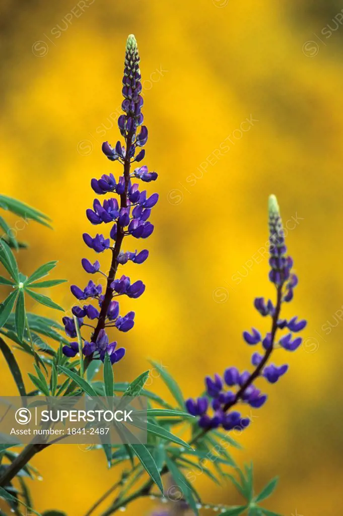 Close_up of blooming flowers of Large_leaved Lupine Lupinus polyphyllus, Schleswig_Holstein, Germany