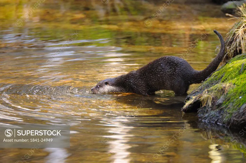 River Otter Lutra lutra in river