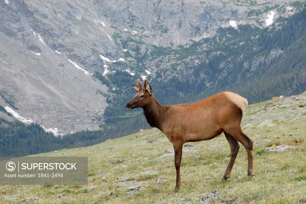 Deer standing in field, Rocky Mountain National Park, Colorado, USA