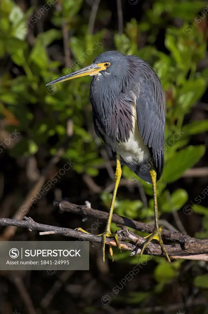 Close_up of Tricolored Heron Egretta tricolor perching on branch