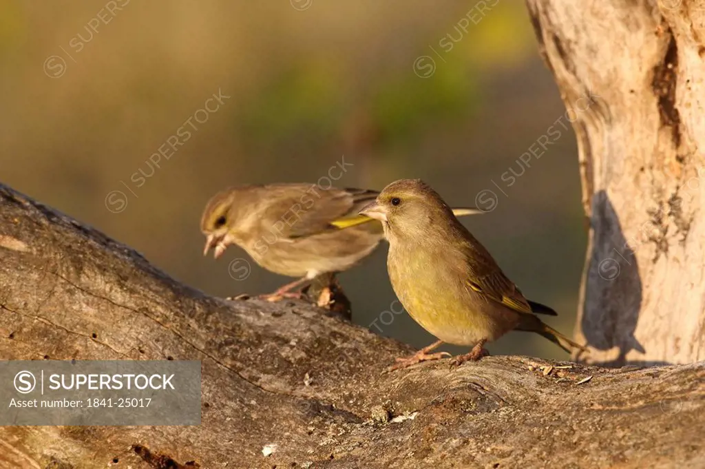 Close_up of two European Greenfinch Carduelis chloris perching on branch