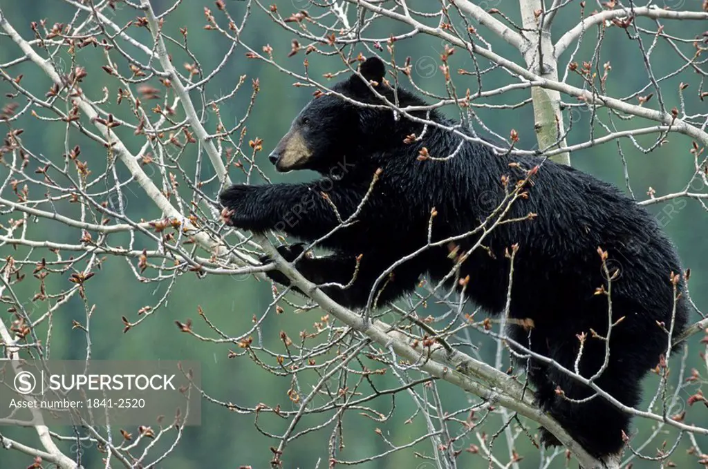 Black bear Ursus Americanus climbing tree, Jasper National Park, Alberta, Canada