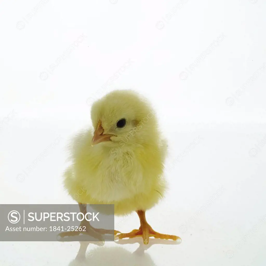 Close_up of chick against white background