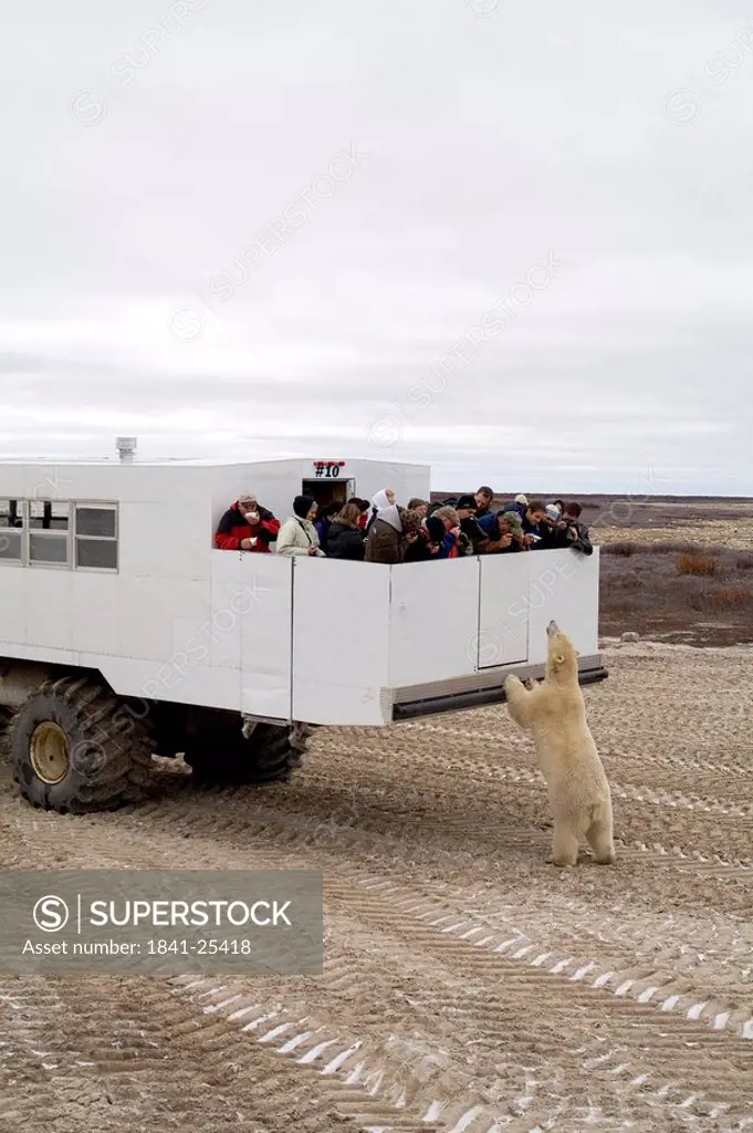 polar bear and a group of tourists