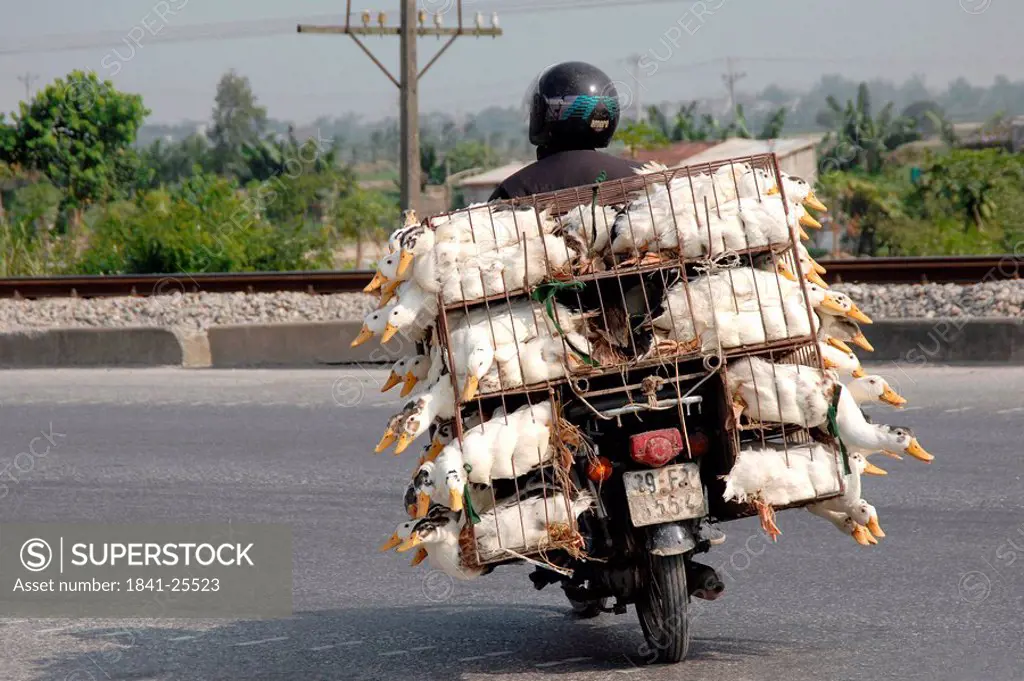 Man carrying chicken cages on bike, Vietnam