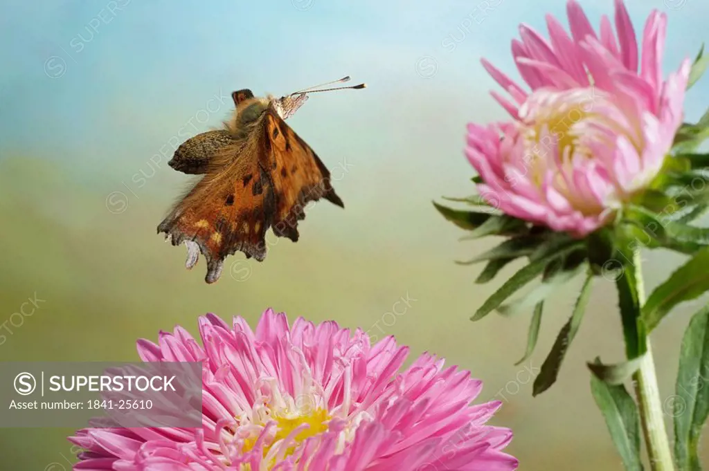 Close_up of Comma Polygonia c_album butterfly flying over flower