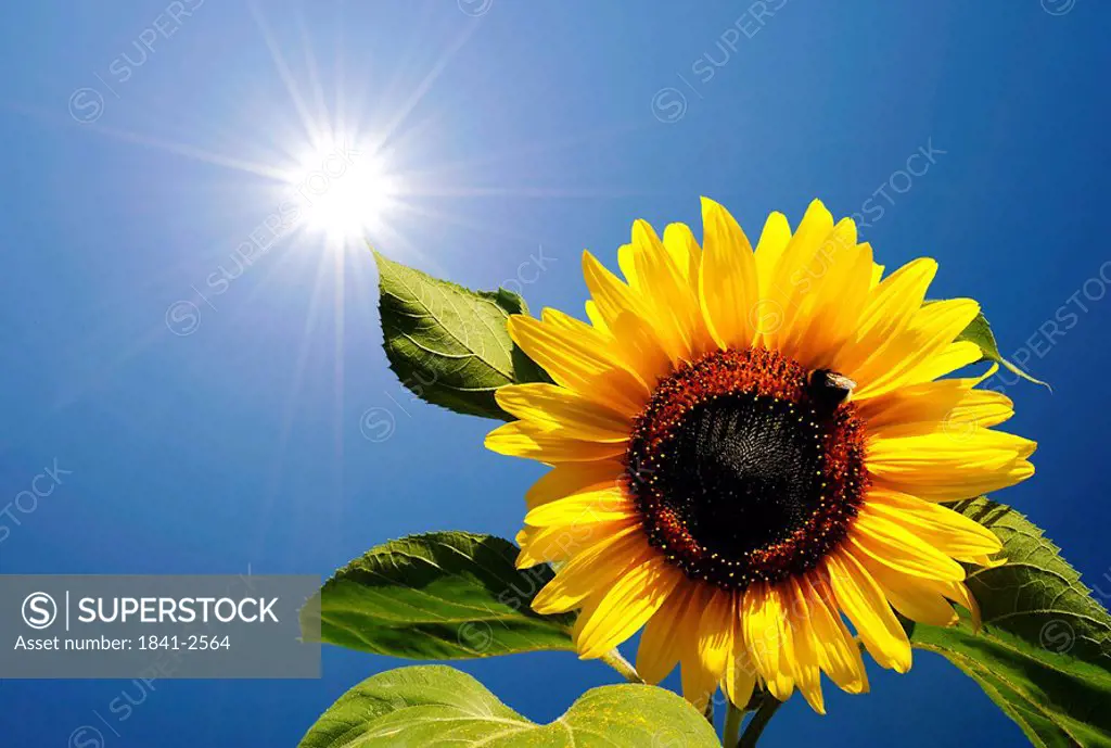 Sunflower blossom Helianthus annuus in front of blue sky with aureola, contre_jour photograph