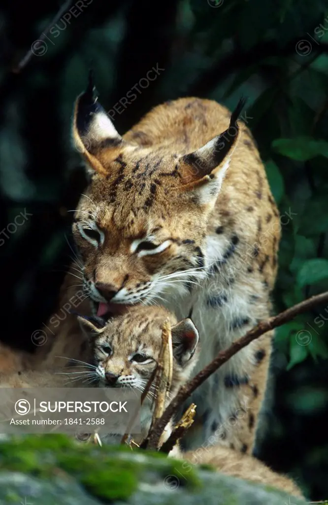 Lynx Lynx lynx licking cub in forest, Bavarian Forest National Park, Bavaria, Germany