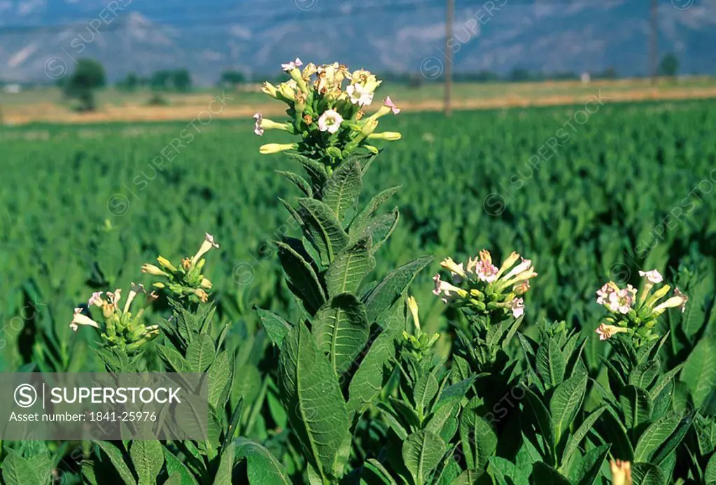 Close_up of flowers blooming in field, Turkey