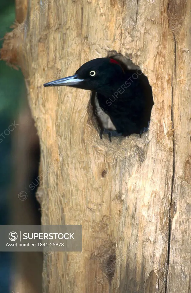 Close_up of pecker in tree hole