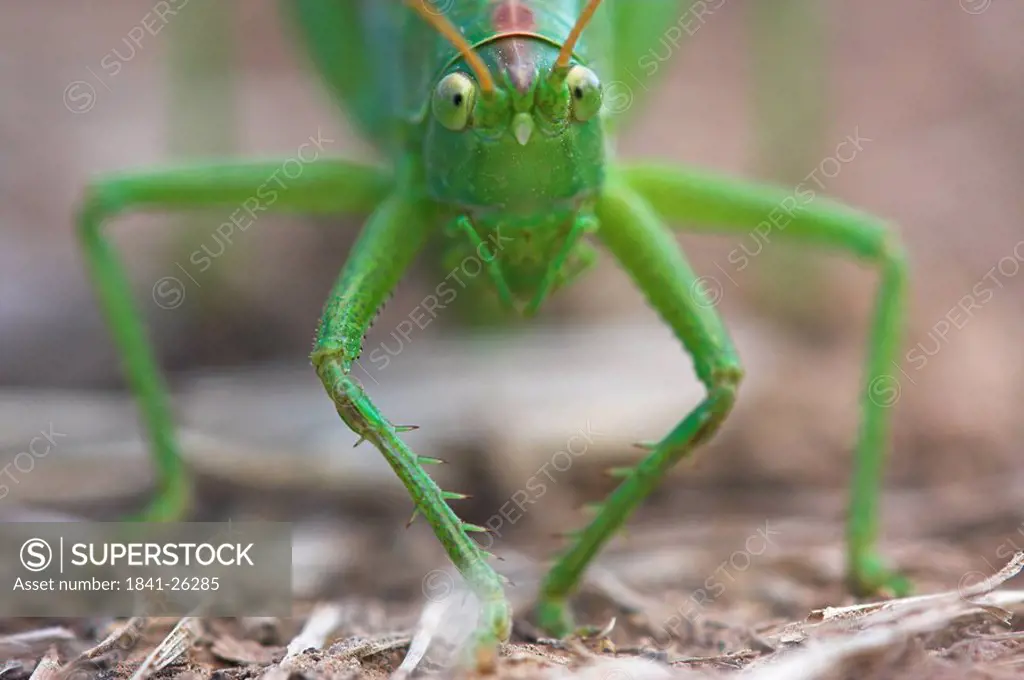 Close_up of Great green bush_cricket Tettigonia viridissima in field