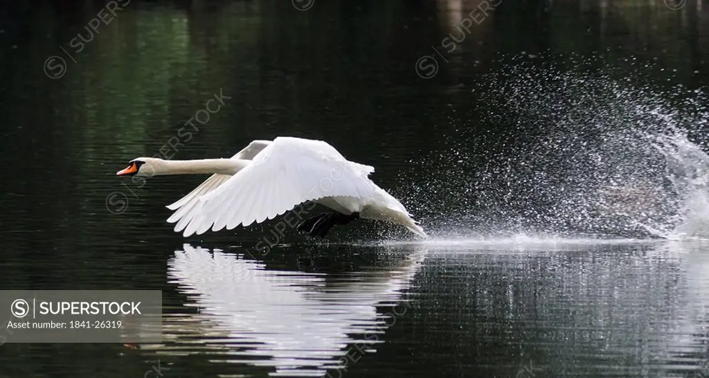swan flying over water, side view