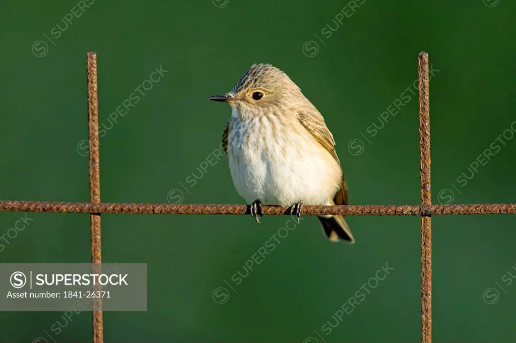 Spotted Flycatcher Muscicapa striata sitting on fence