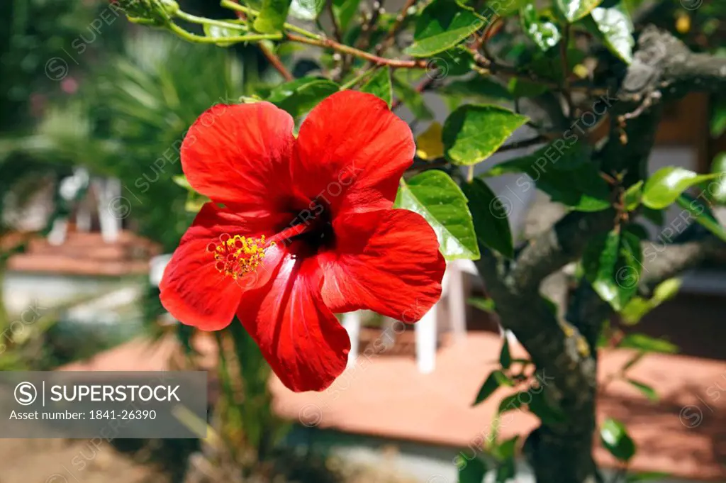 Red hibiscus flower, close_up
