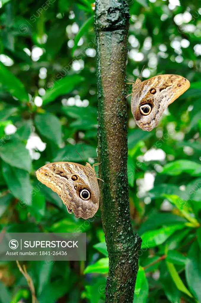 Two Owl butterflies Caligo eurilochus on a branch, side view