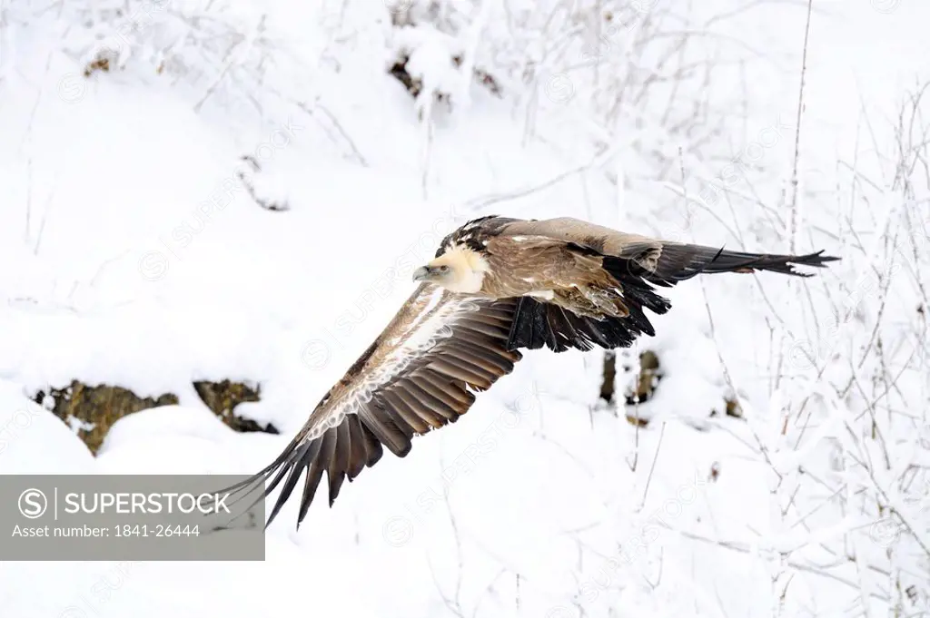 Griffon vulture Gyps fulvus flying, Bavaria, Germany