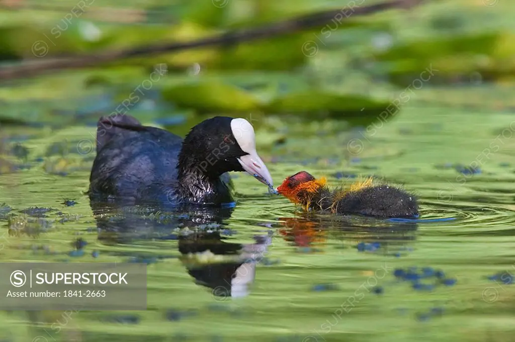 Close_up of Eurasian Coot Fulica atra feeding chick in water