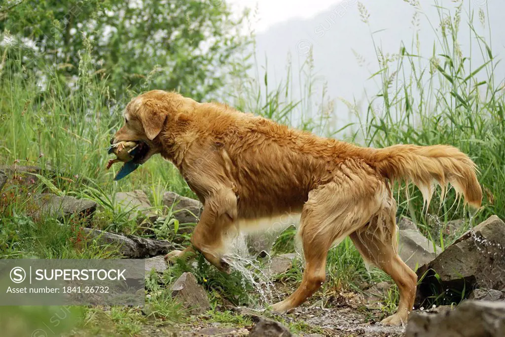 Close_up of dog walking in forest with duck in its mouth