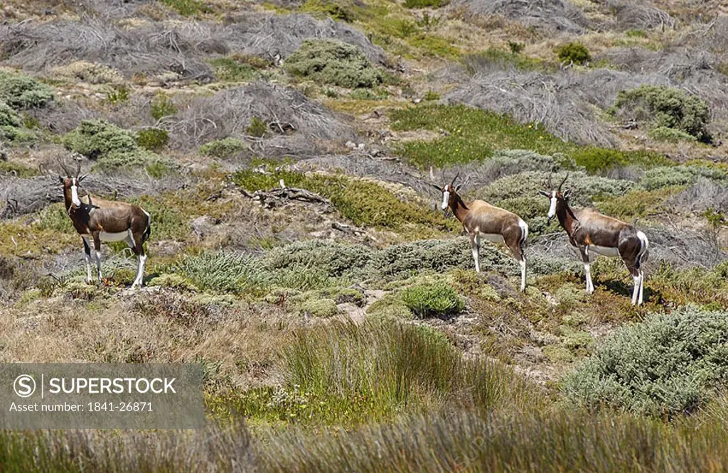 Three Bontebok Damaliscus dorcas standing in steppe, Cape of Good Hope Nature Reserve, Cape Town, South Africa