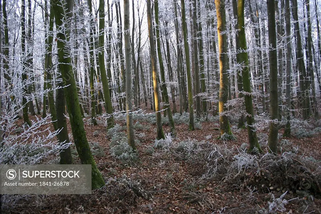 Frozen coniferous trees in forest