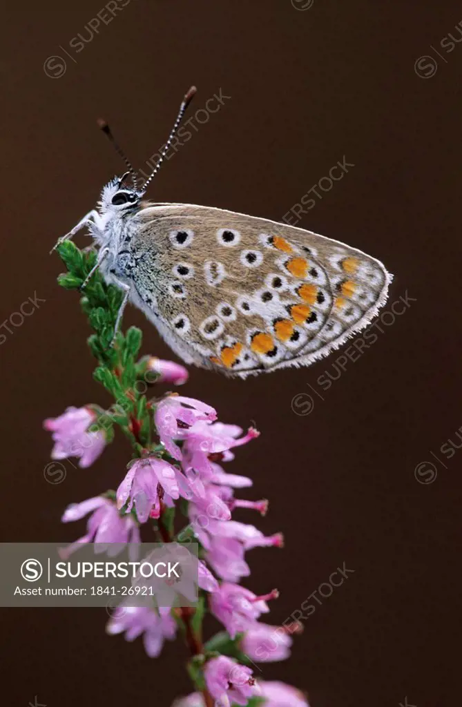 Close_up of Common Blue Polyommatus icarus butterfly pollinating flower, Schleswig_Holstein, Germany