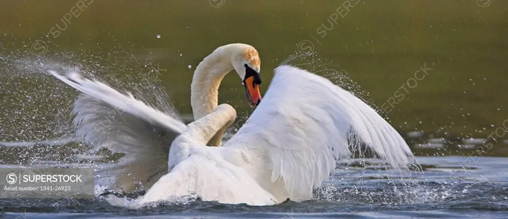 Close_up of Mute Swan Cygnus Olor spreading its wings in lake