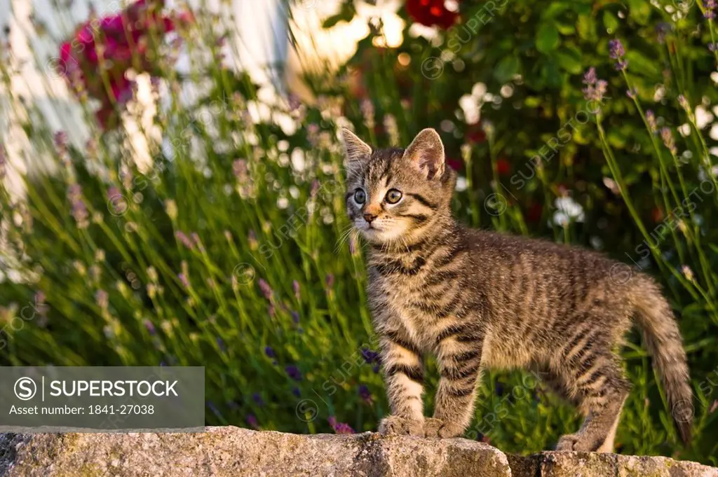 Cat on garden wall, side view