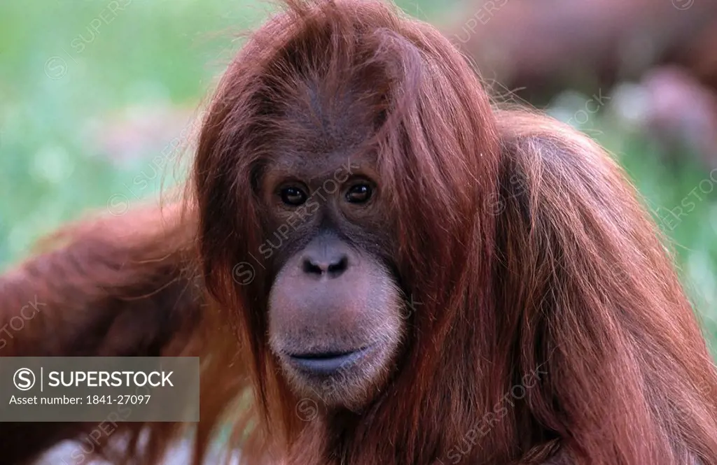 Close_up of Bornean Orangutan Pongo pygmaeus, Germany