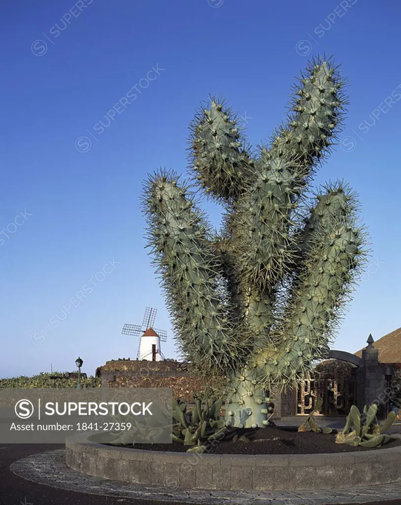 Close_up of cactus, Spain, Europe
