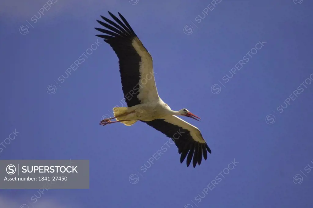Low angle view of White Stork Ciconia ciconia in flight