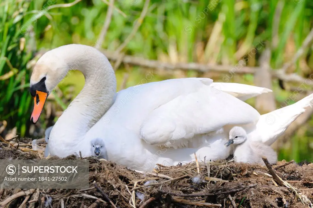Mute swan Cygnus olor with its cygnets in nest